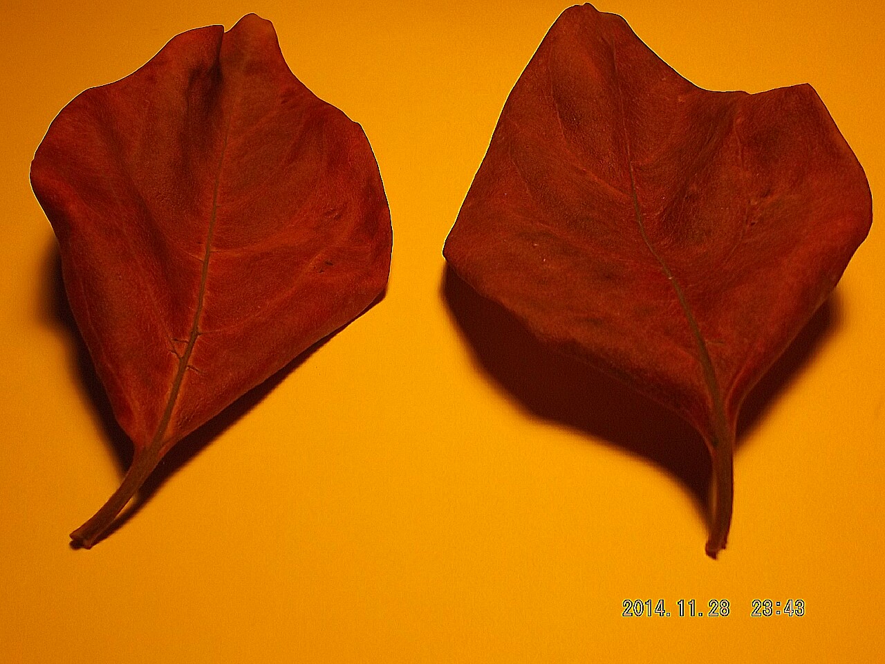 Red leaves dried