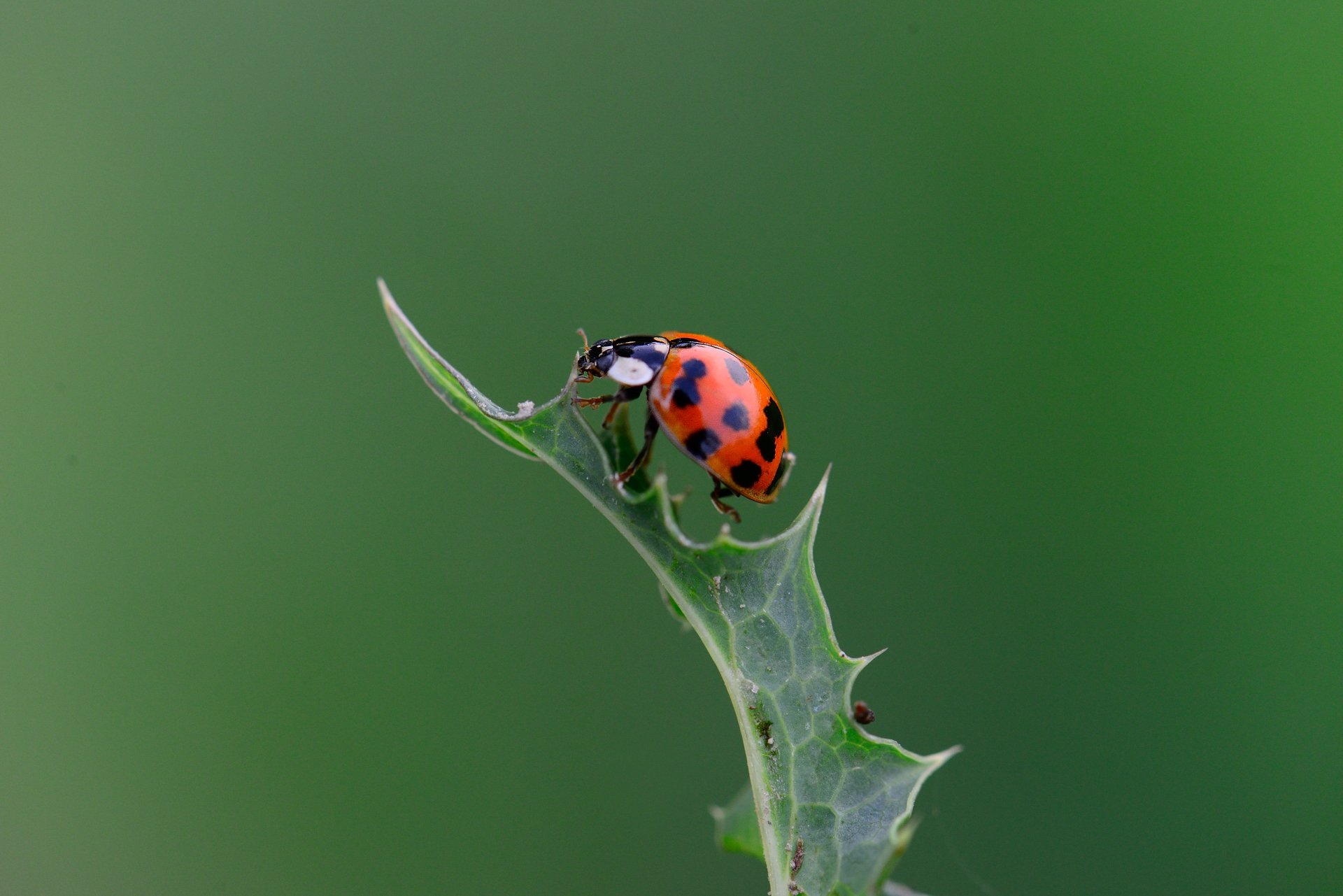 Ladybug