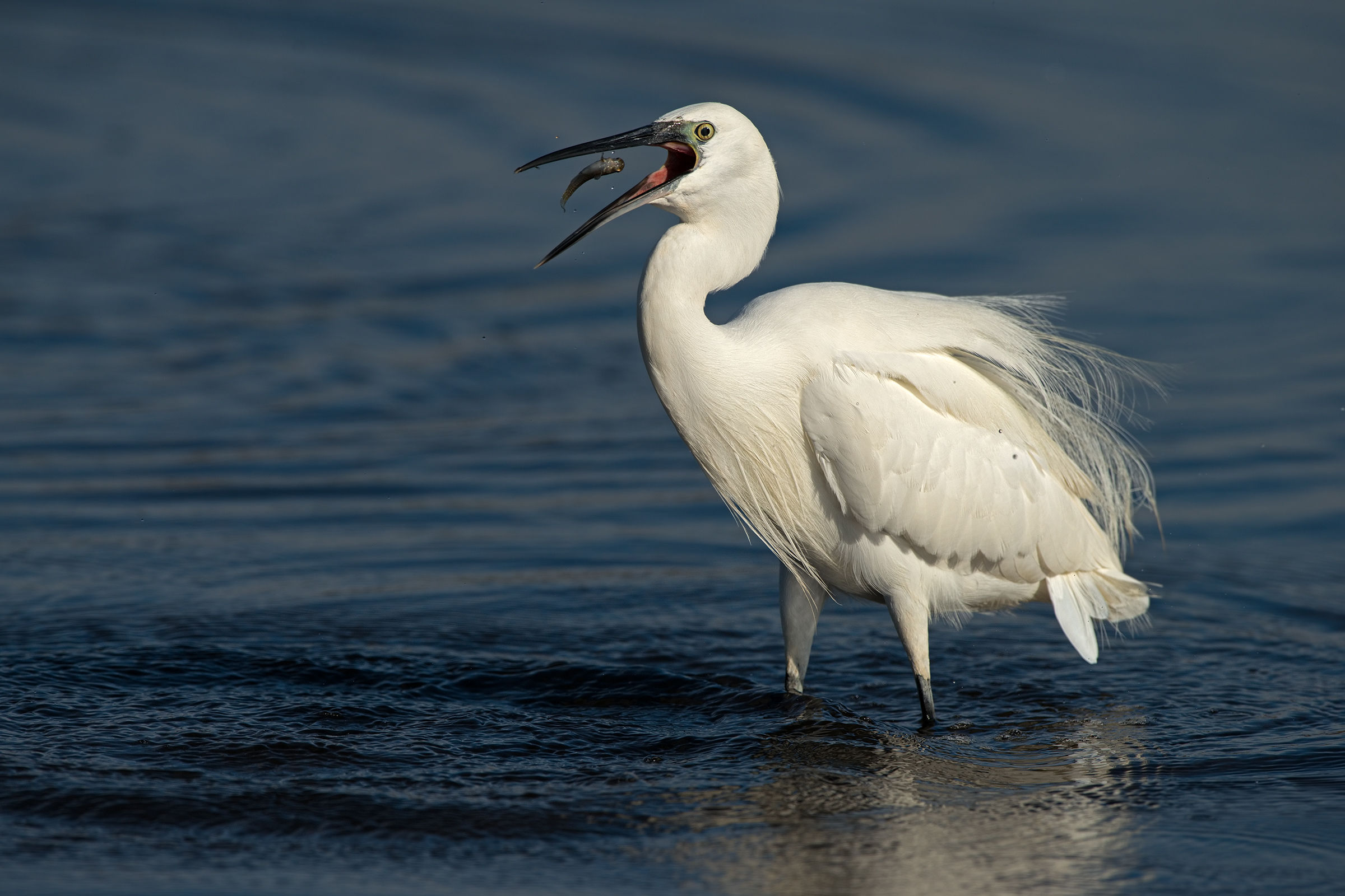 op-là garzetta in caccia