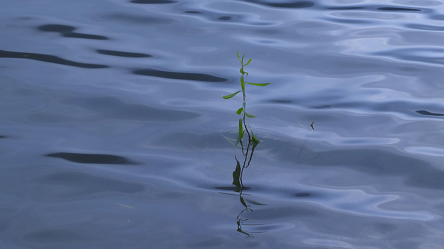 Qualche goccia per crescere...