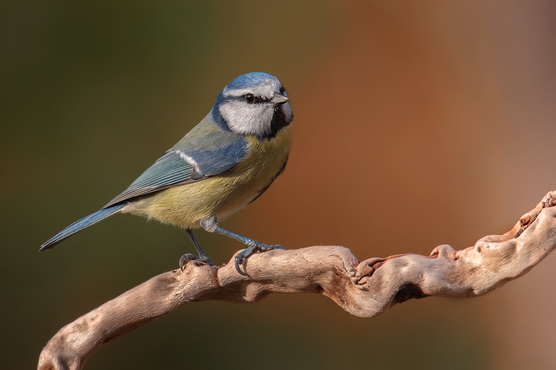 Tit in the colors ...