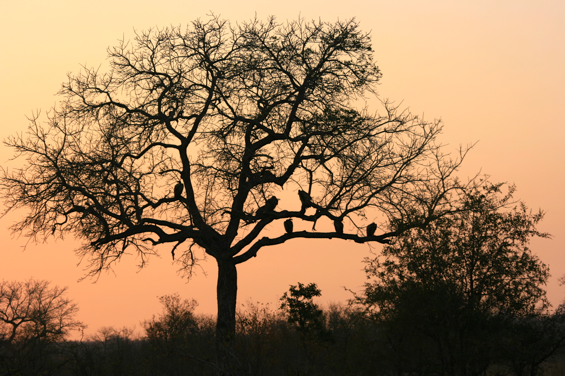 panorama with vultures