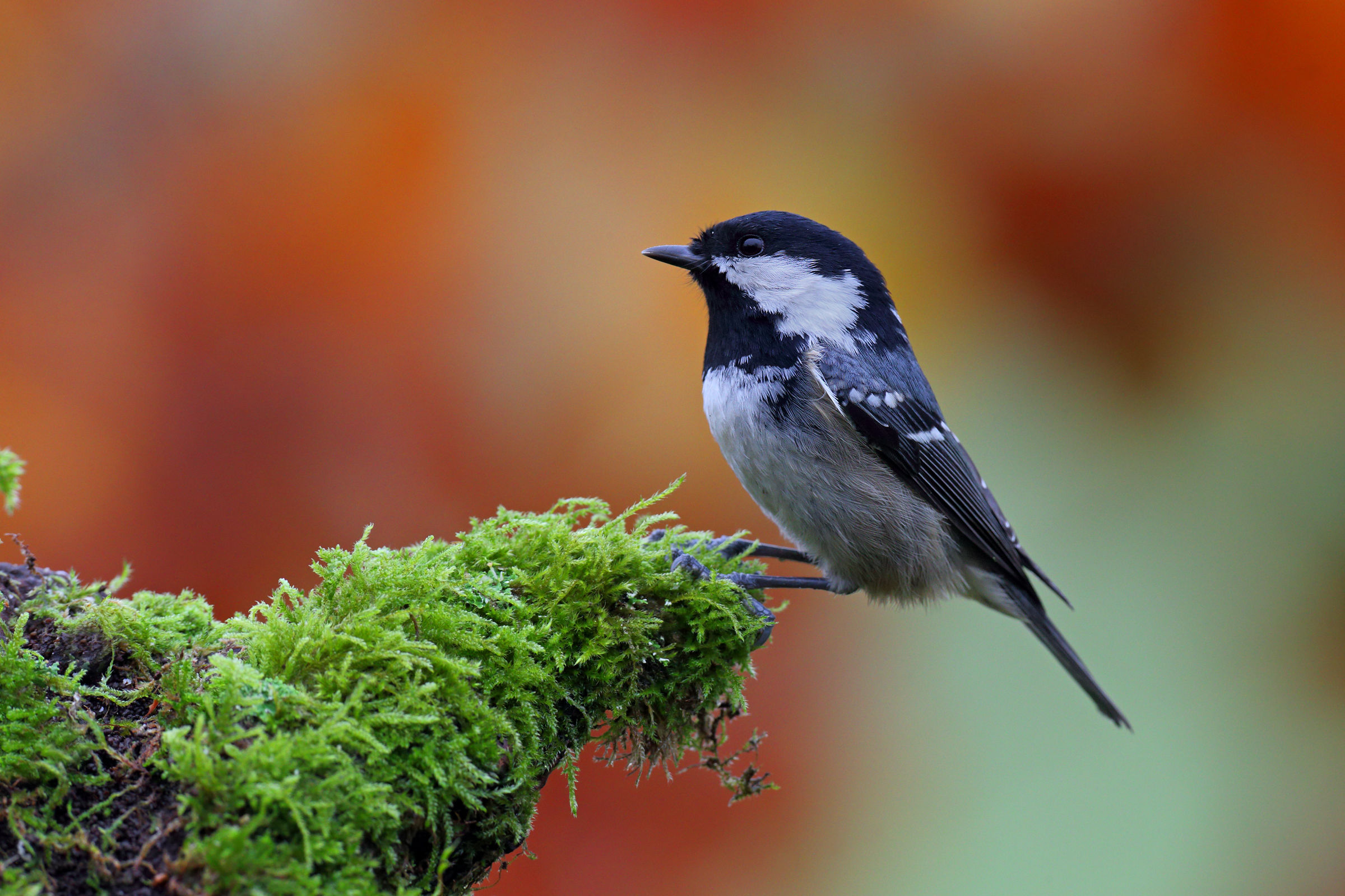 Coal Tit