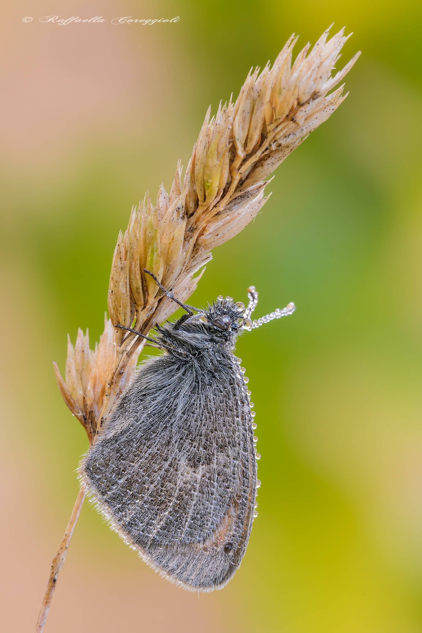 Coenonympha pamphilus