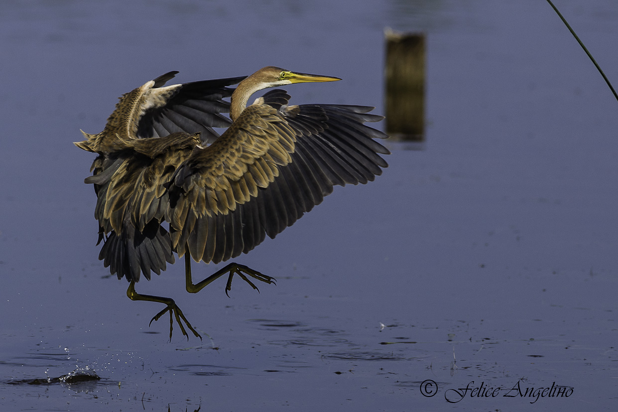 Purple Heron