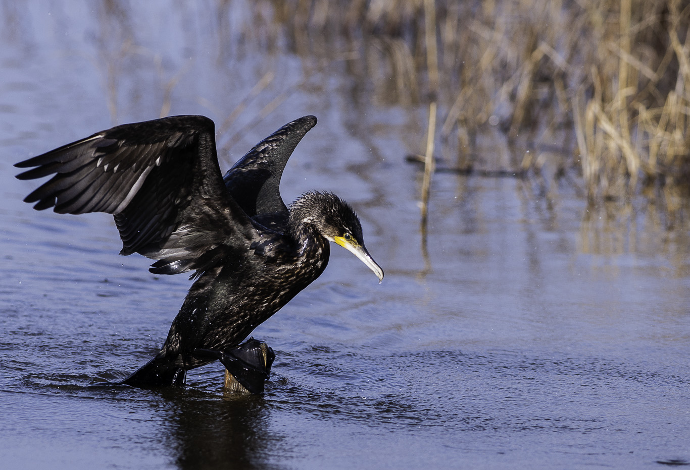 Cormorant