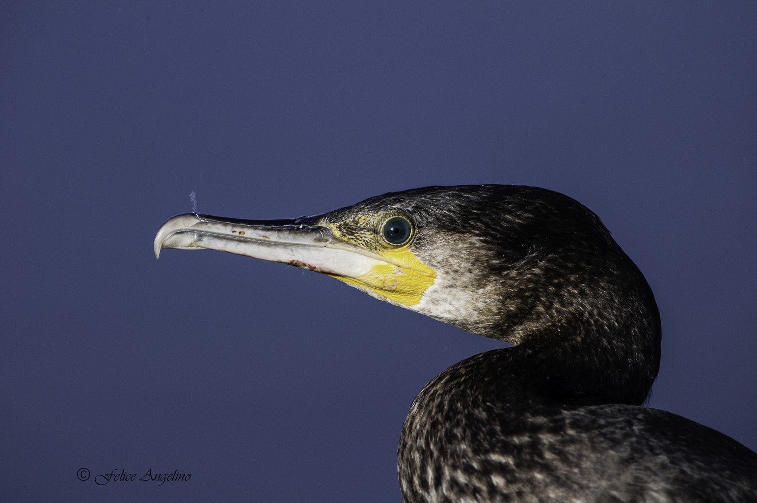 Cormorant