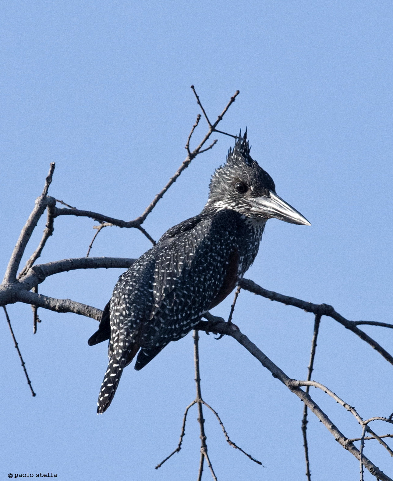 Giant kingfisher (Megaceryle maxima)