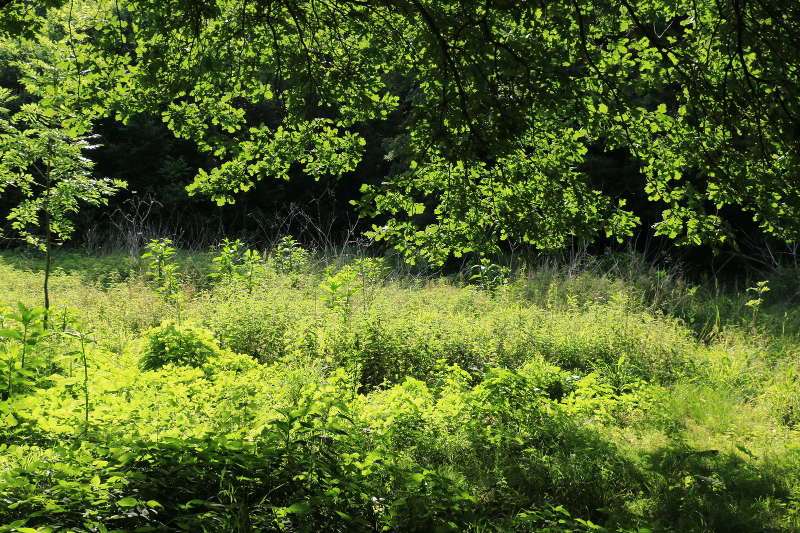 Saturazione di verde