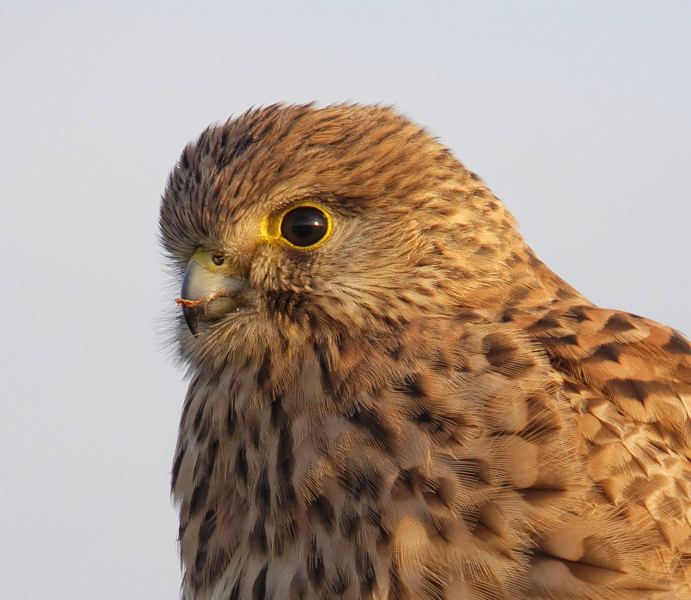 Common kestrel