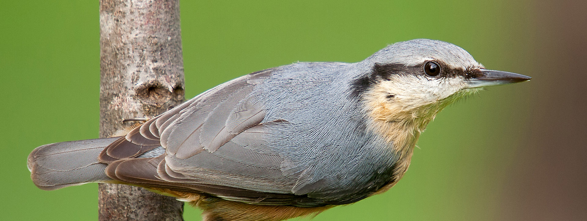 Eurasian Nuthatch