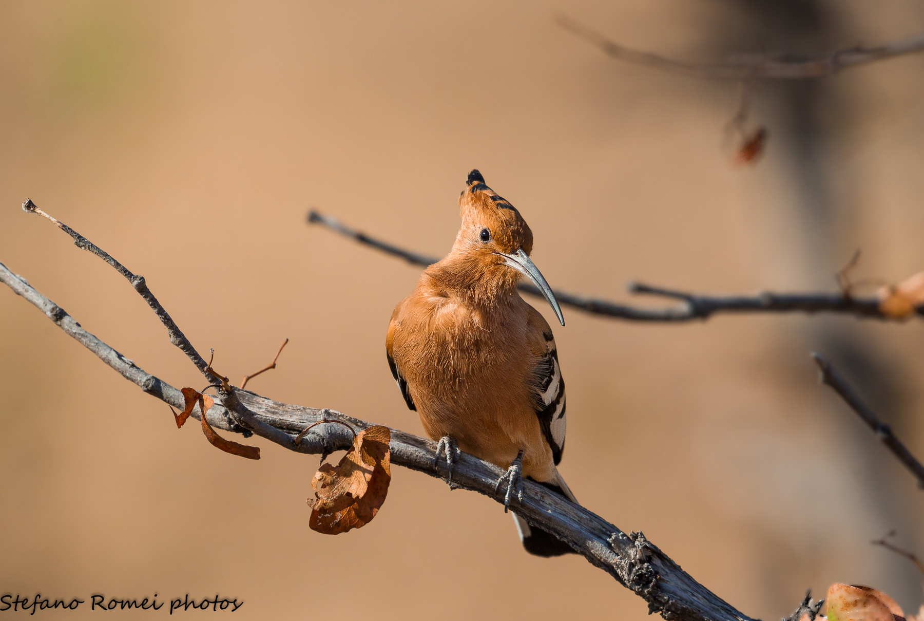 African hoopoe ... differences?