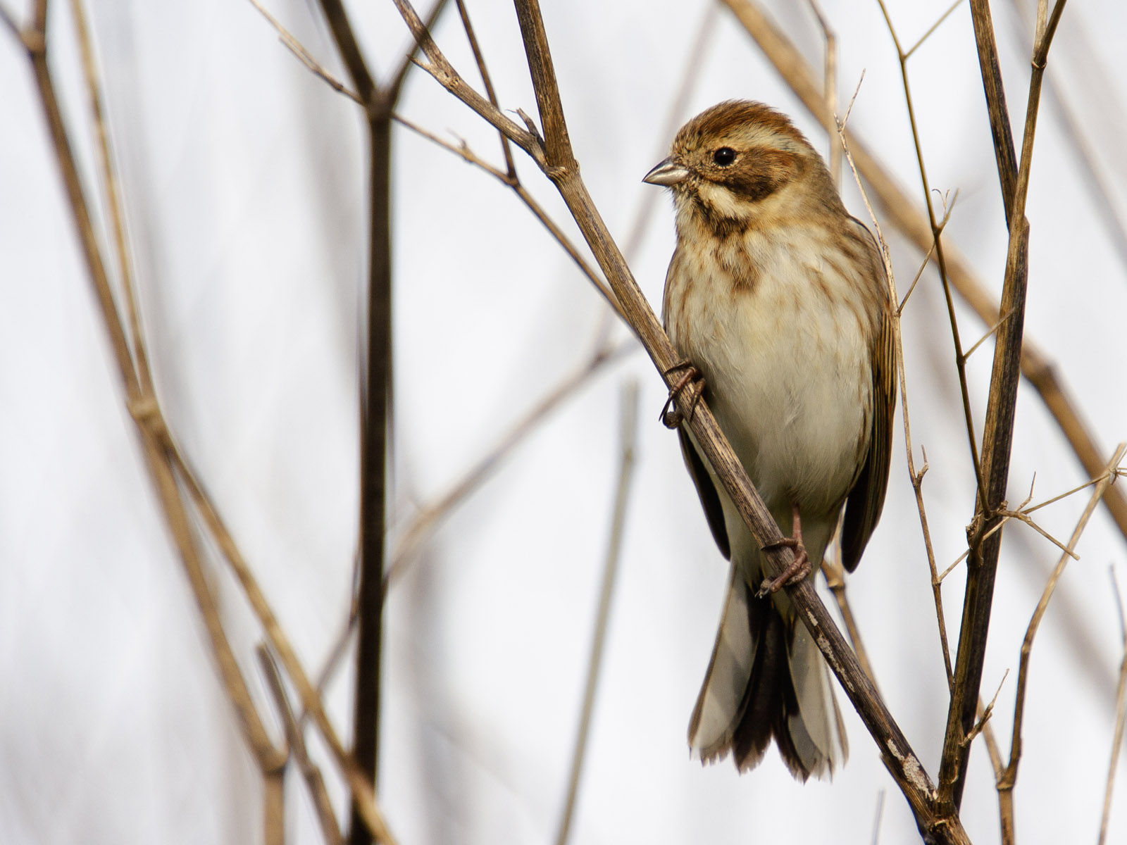 Common reed bunting