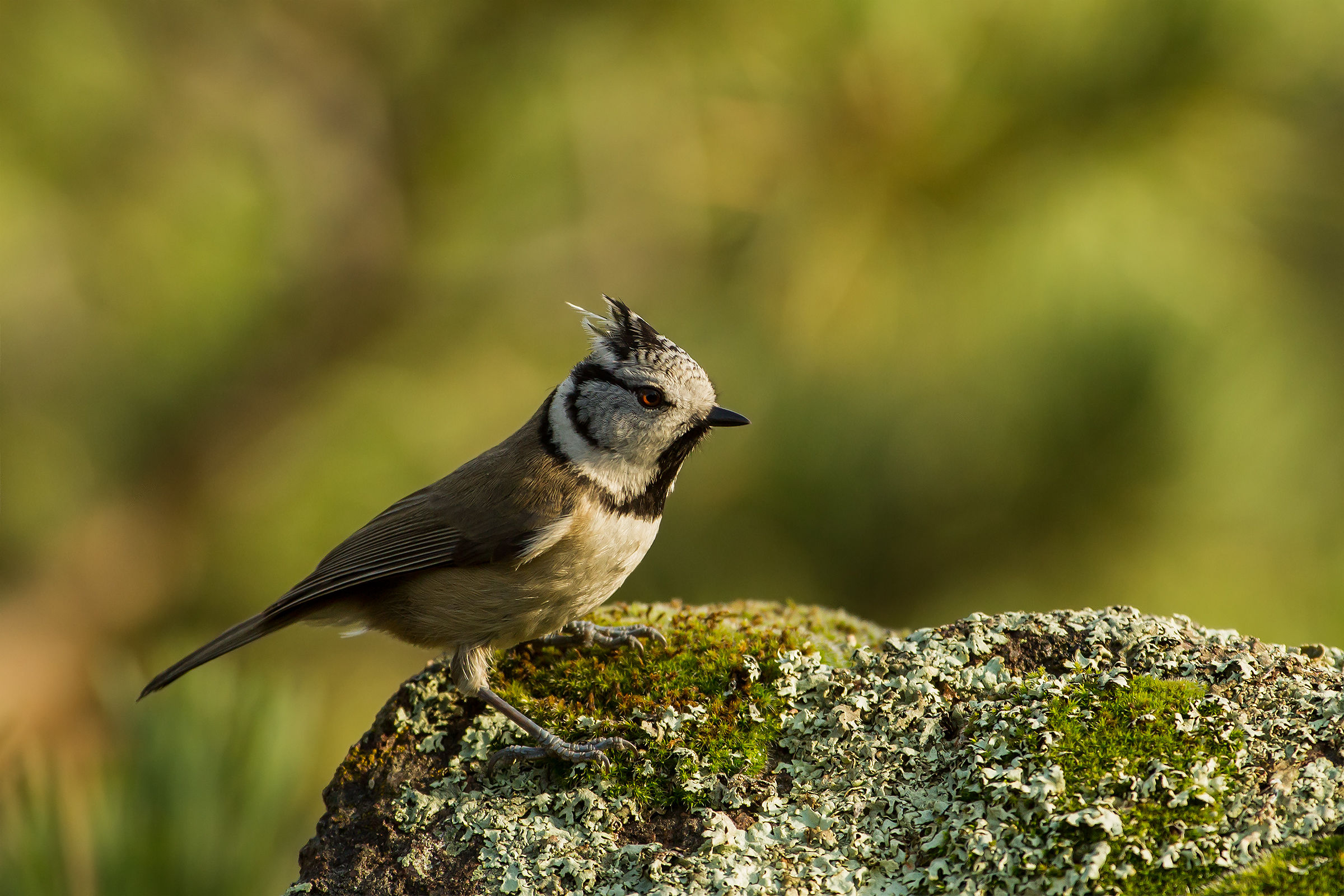 Crested Tit