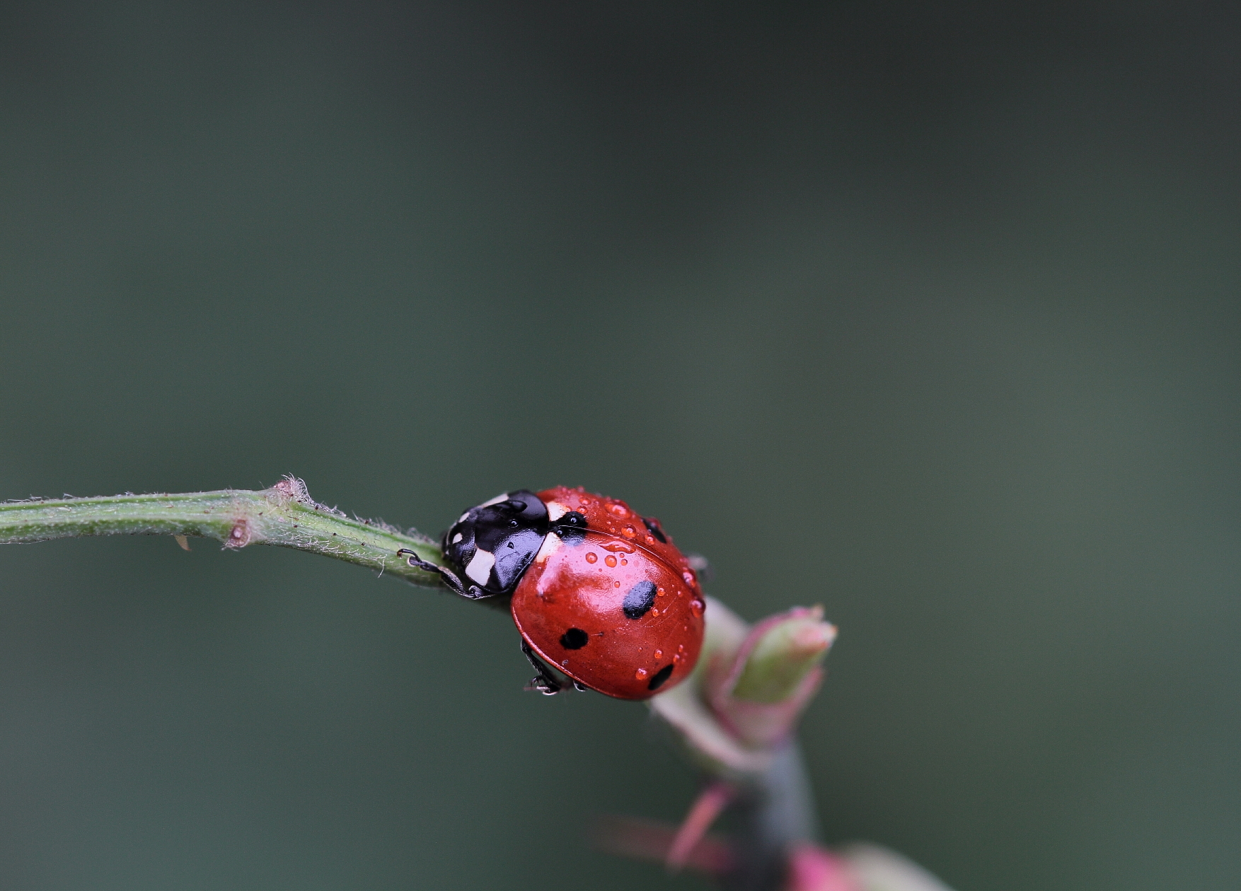 Coccinella in autunno