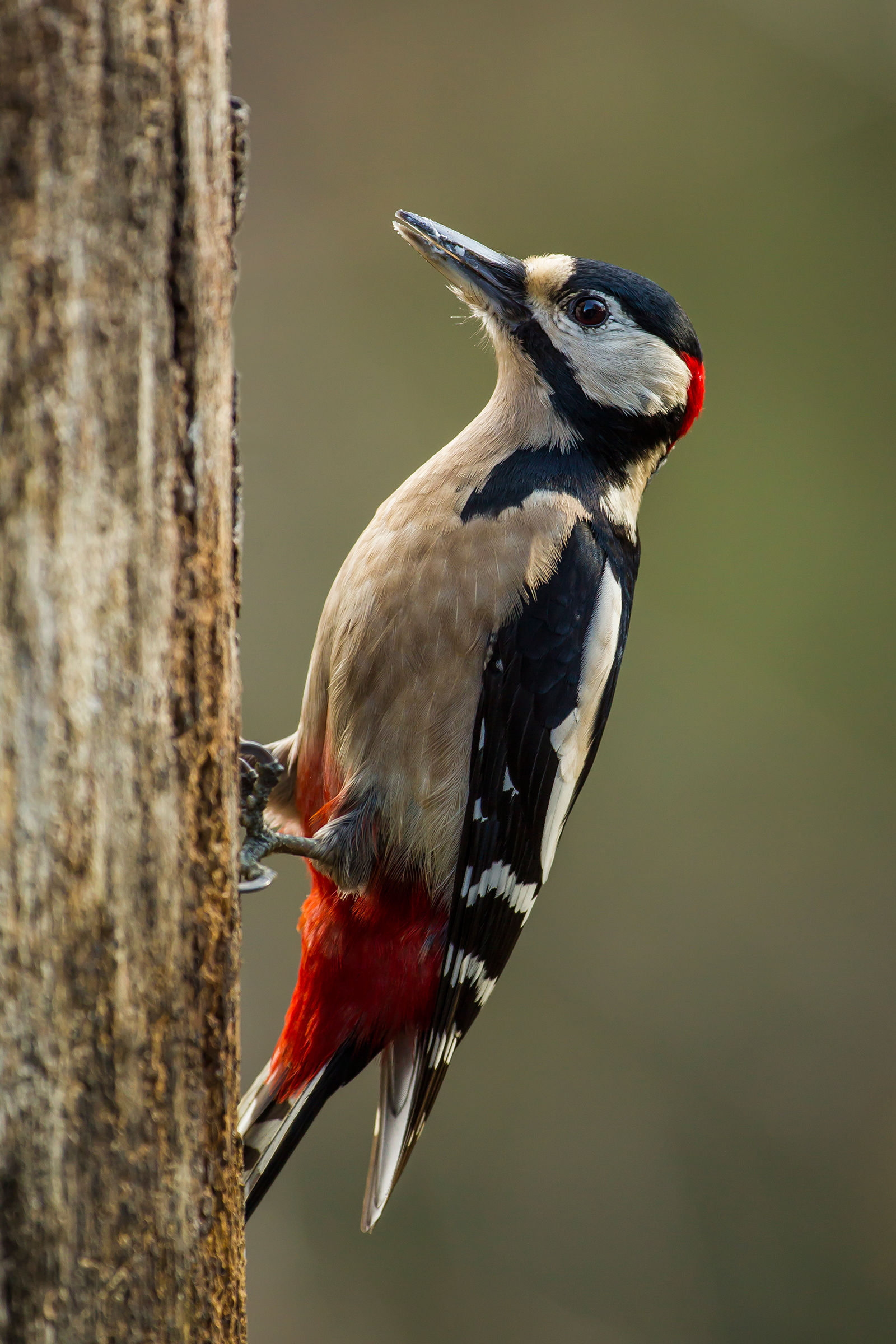 Woodpecker male