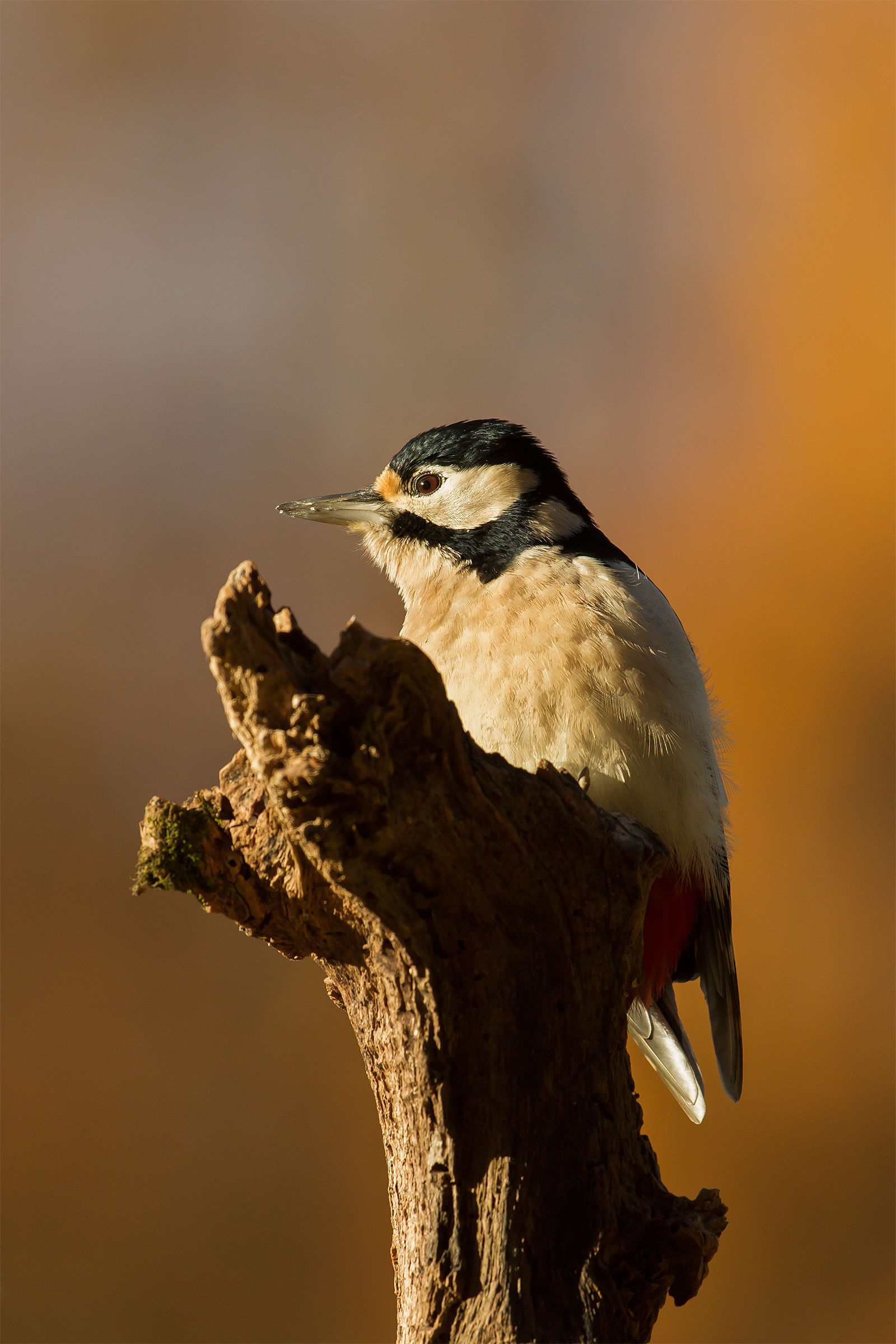 Woodpecker female