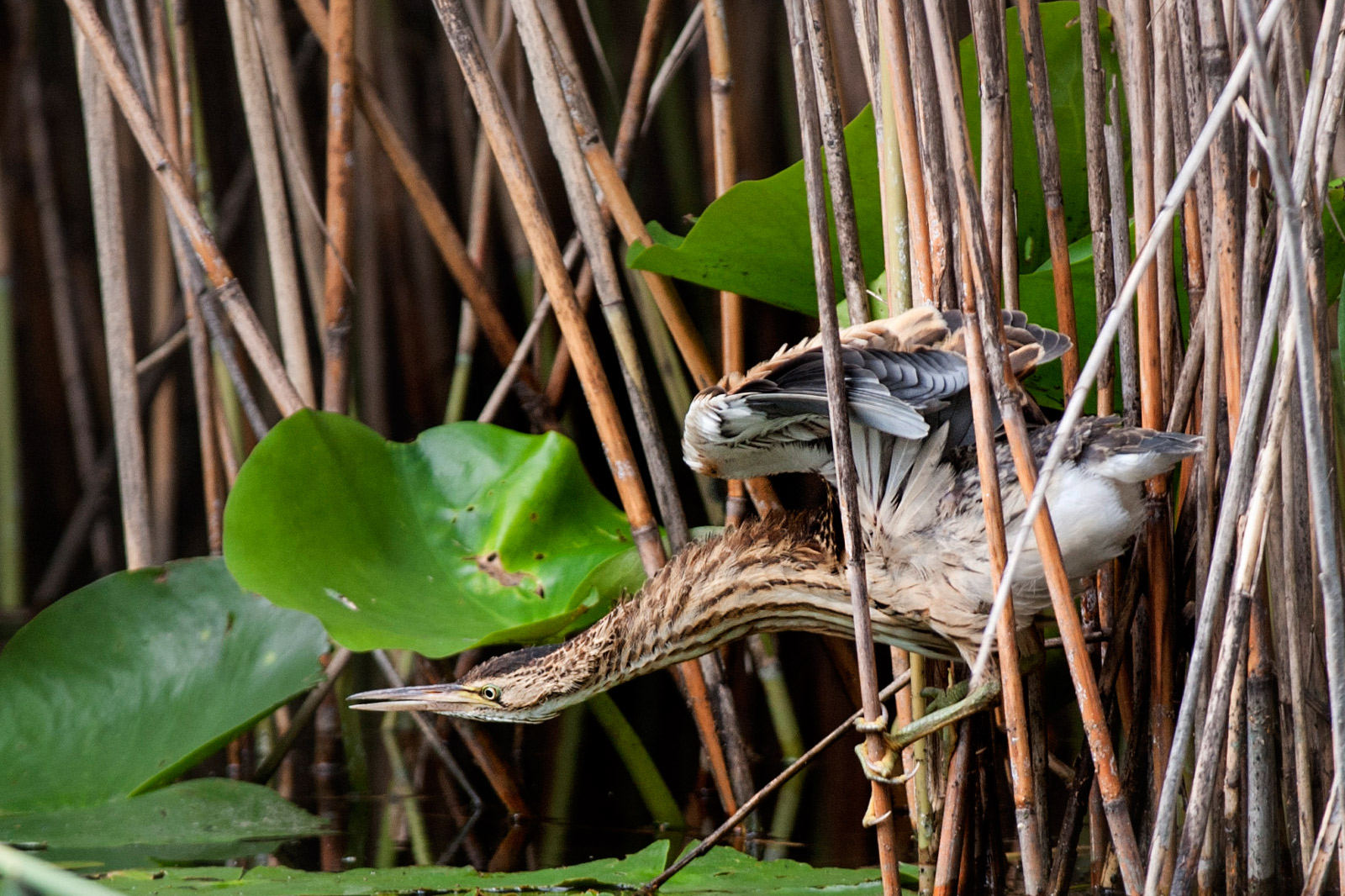 piccolo di tarabusino