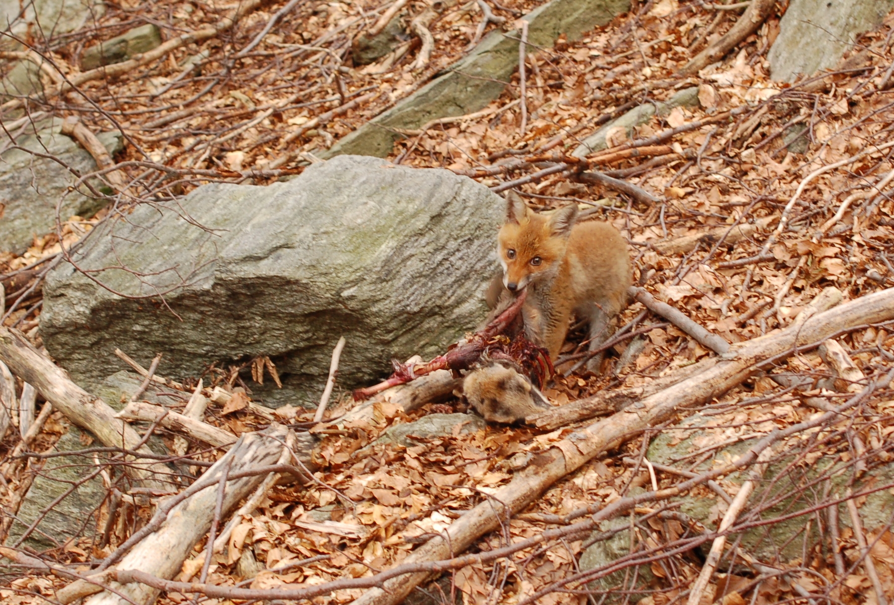 Cucciolo di volpe con piccolo camoscio