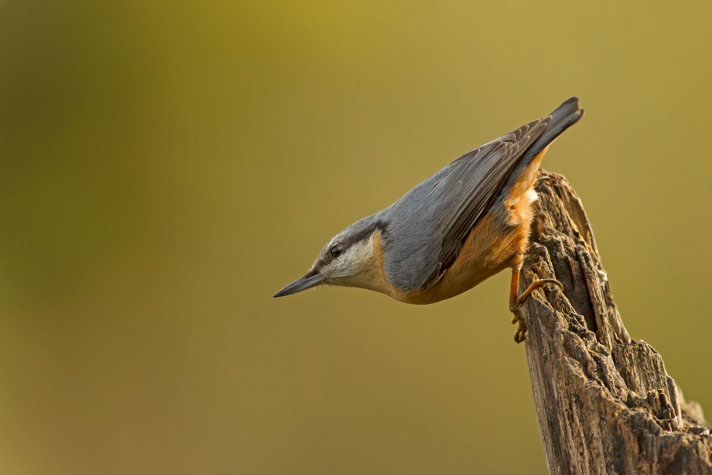 Nuthatch departing
