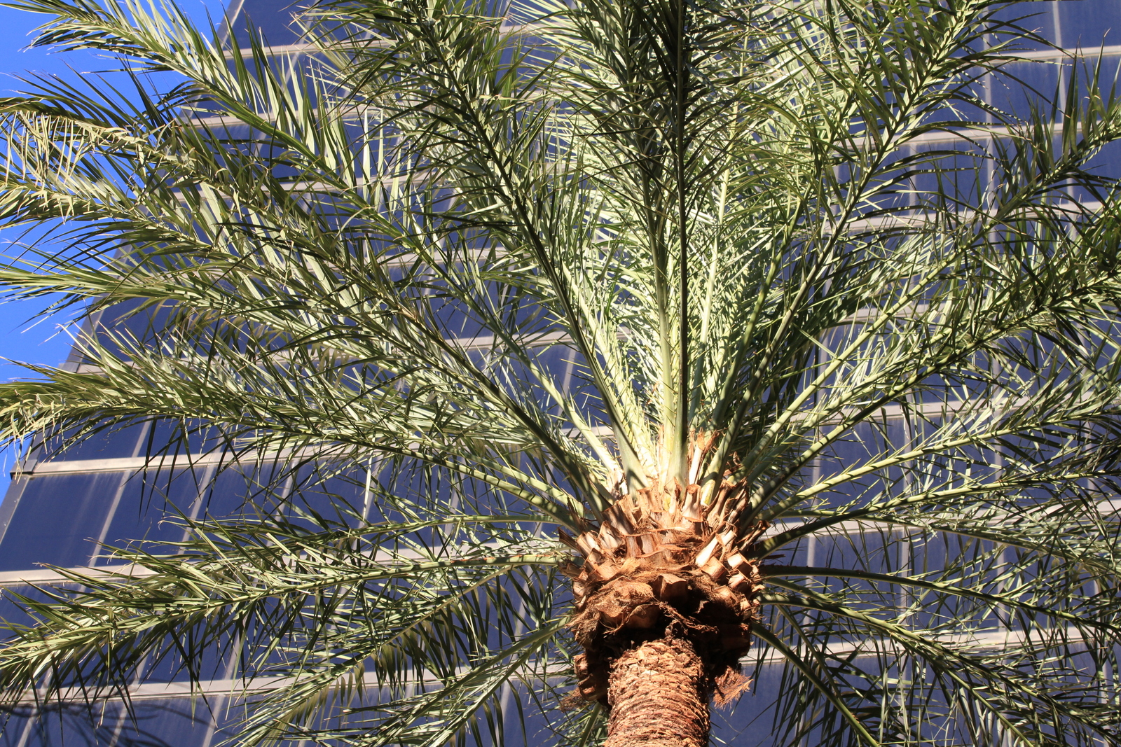 Palma su sfondo di cristallo