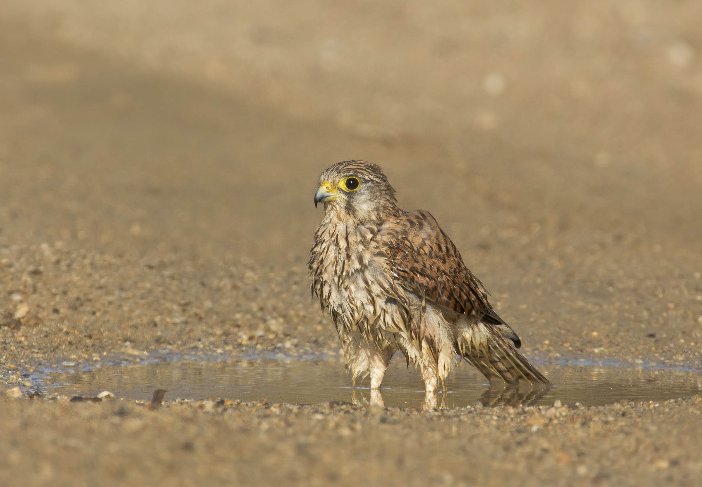 il bagno del gheppio
