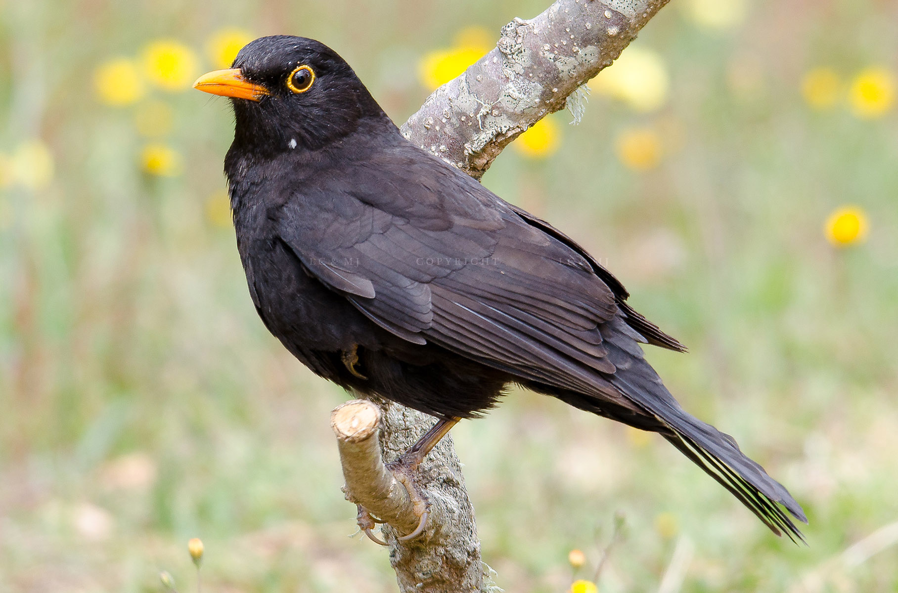 Turdus merula