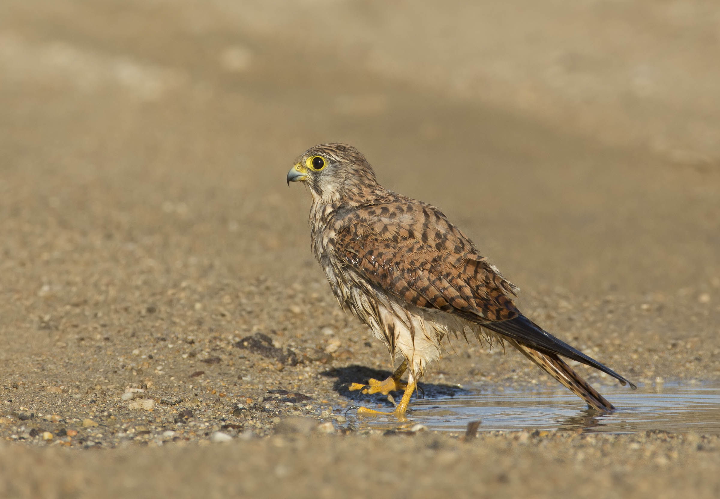 il bagno del gheppio