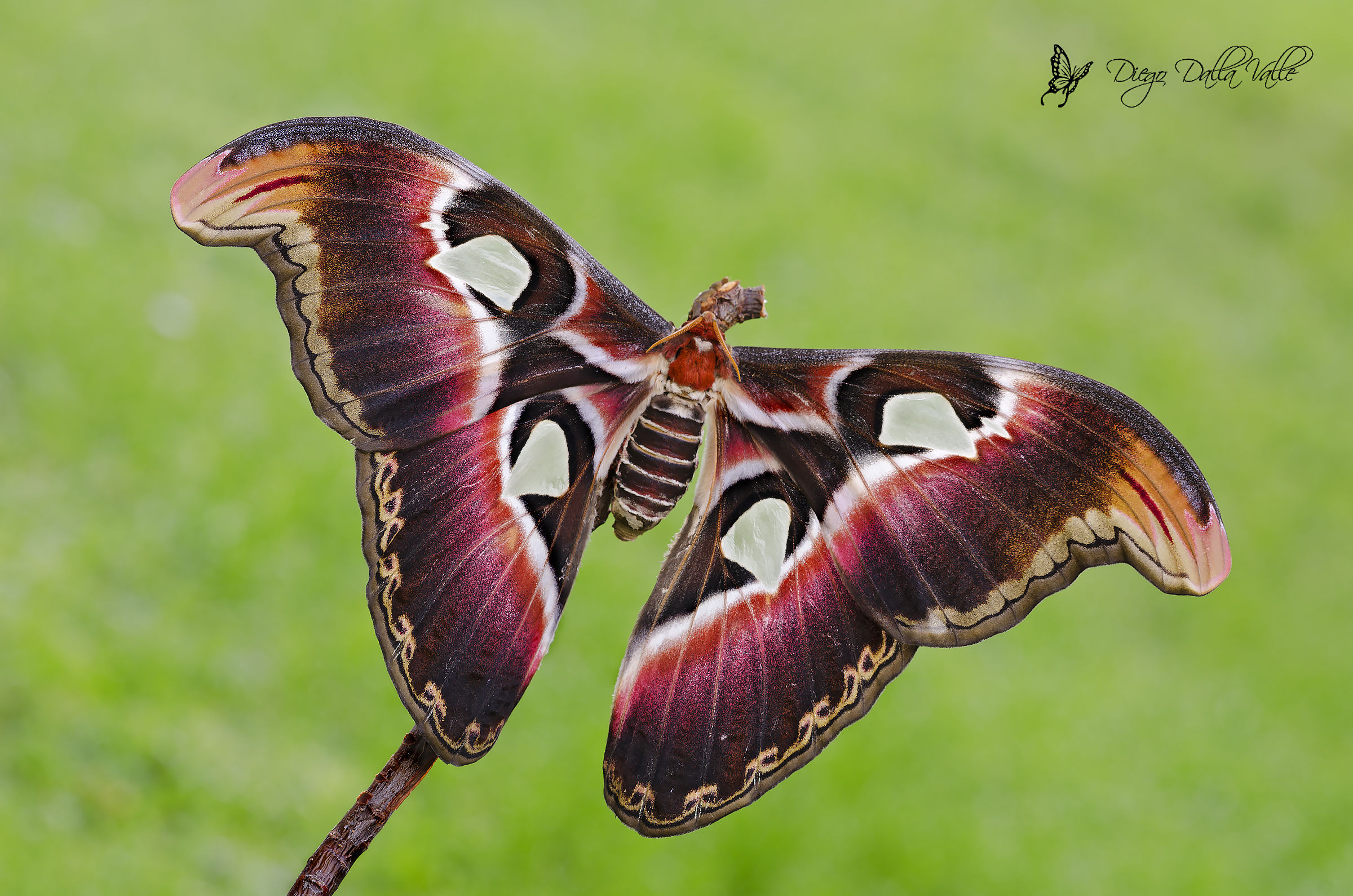 Attacus Atlas Female