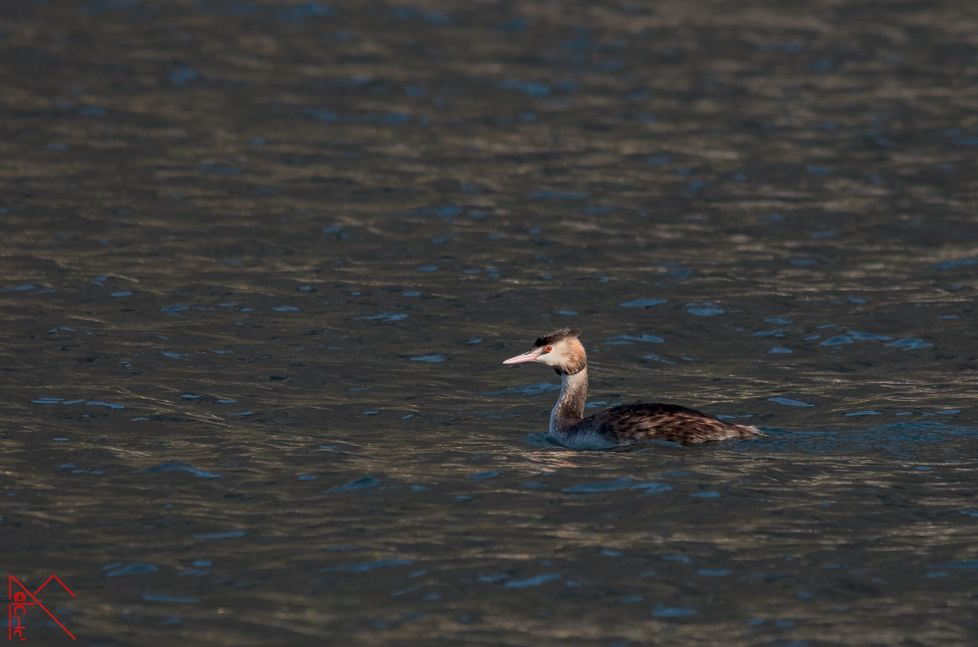 Grebe fishing