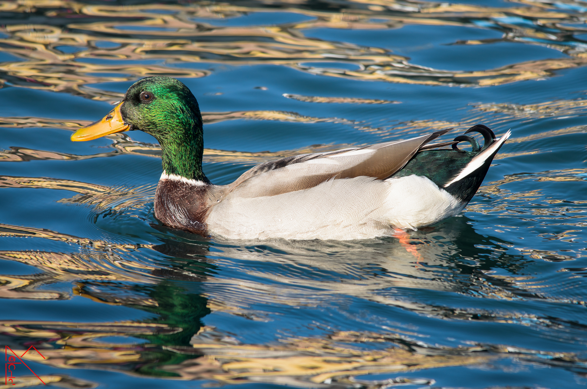 Mallard