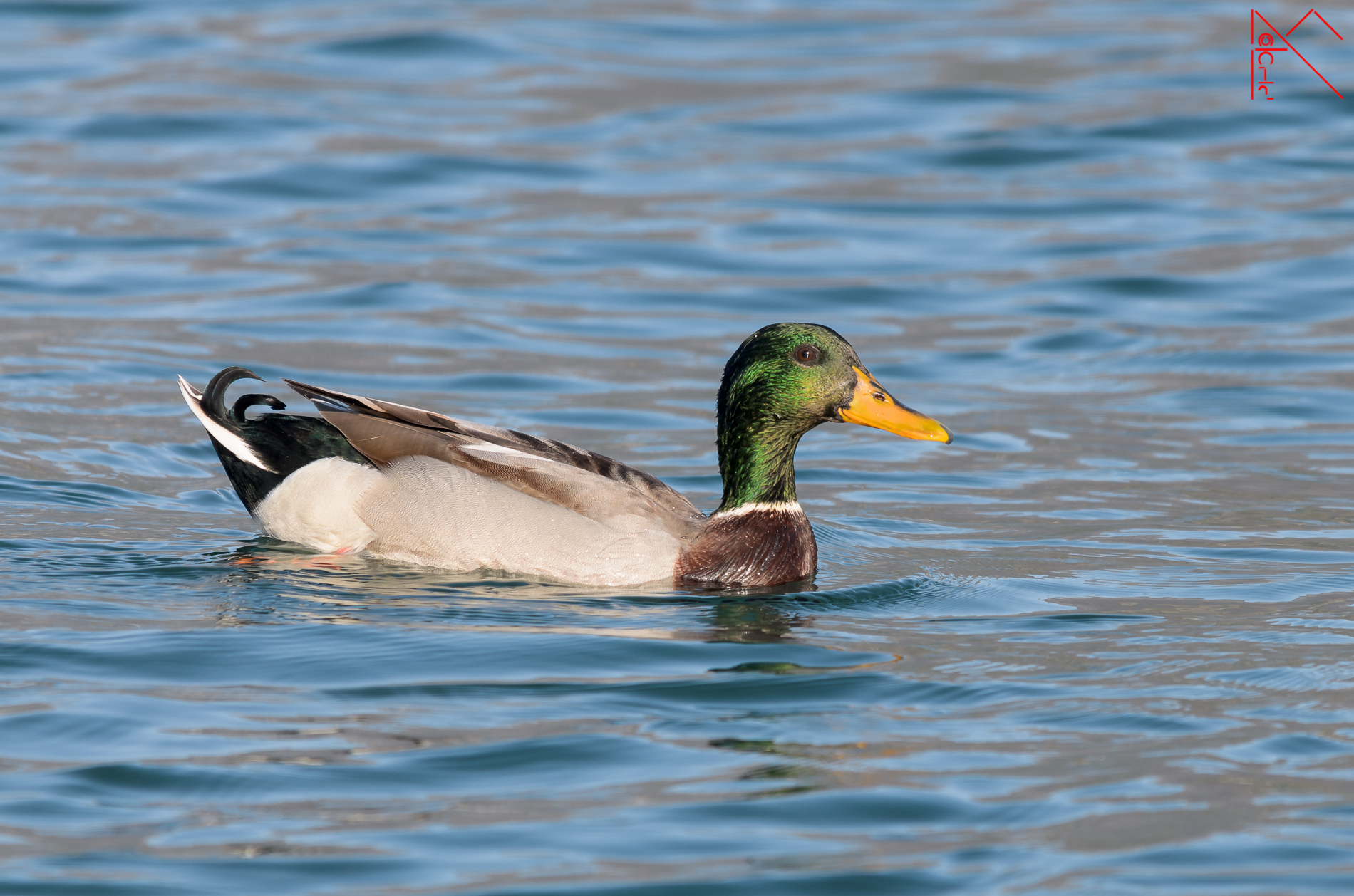 Mallard