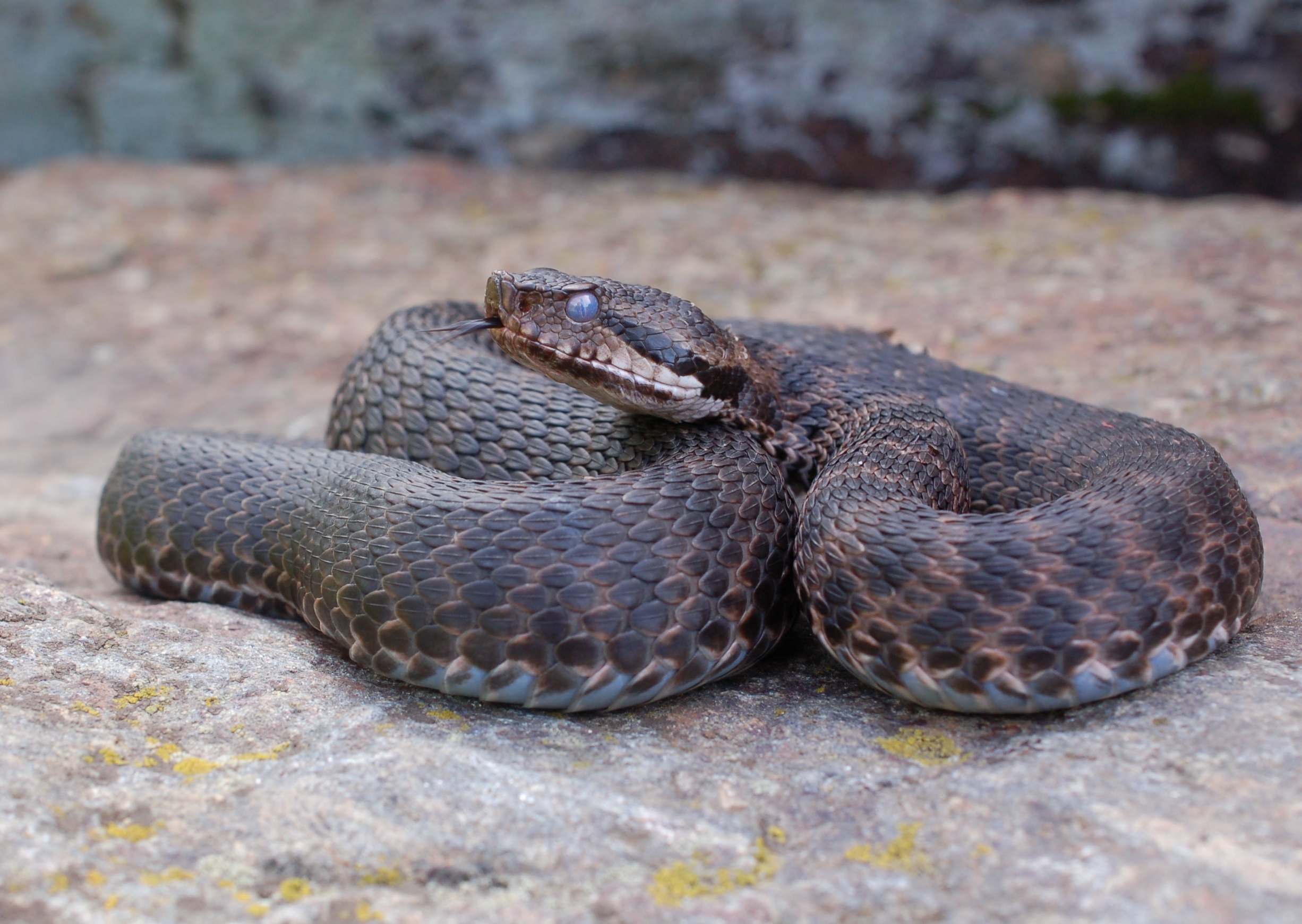 Vipera aspiis in muta