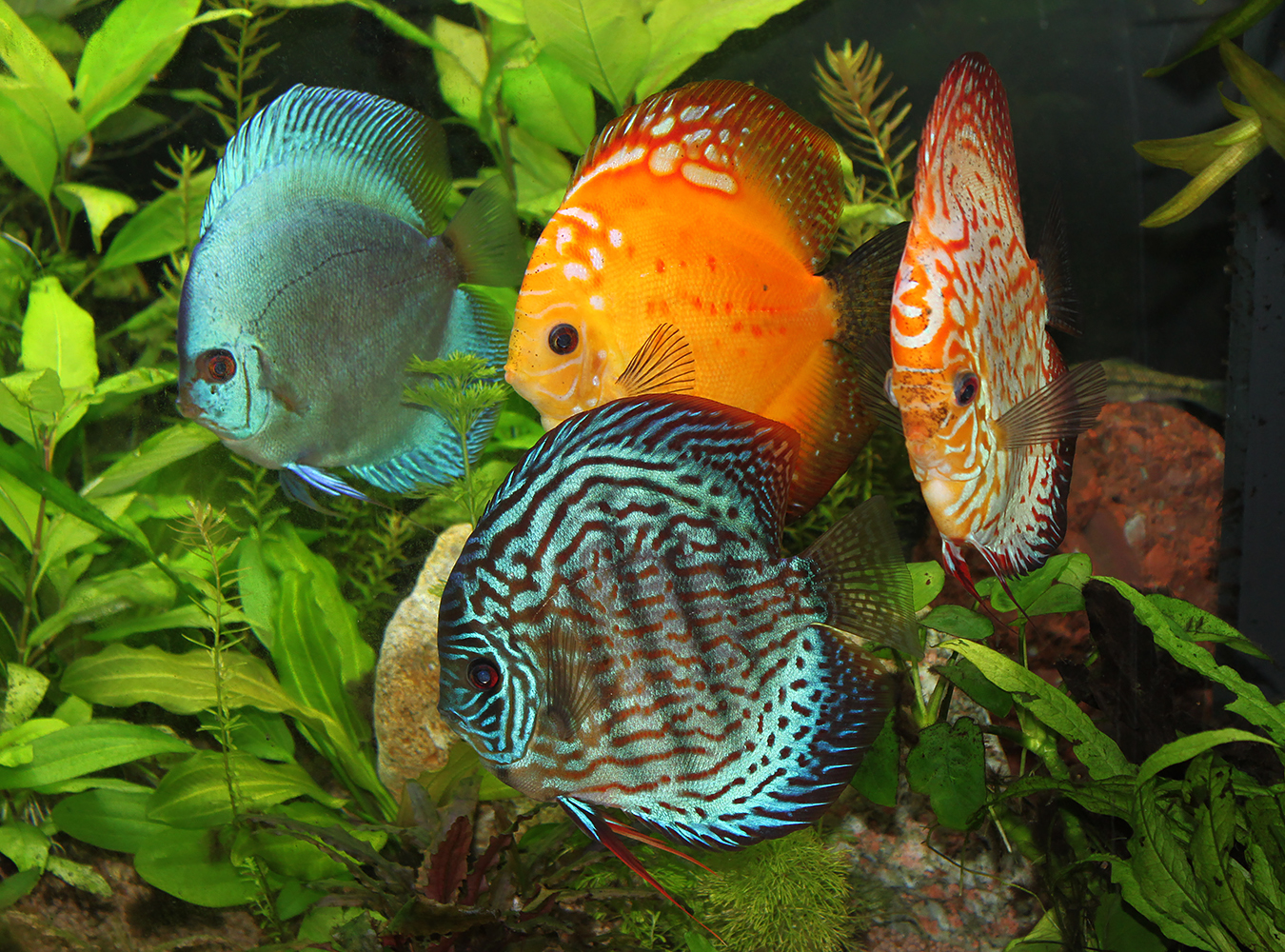 Discus,gioielli colorati