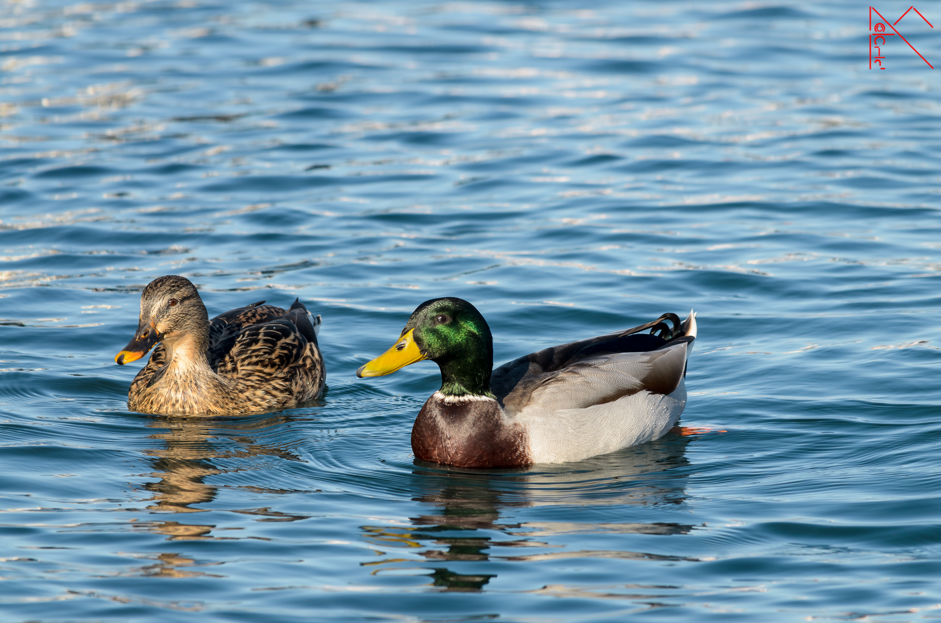 Siamo la coppia più bella del lago