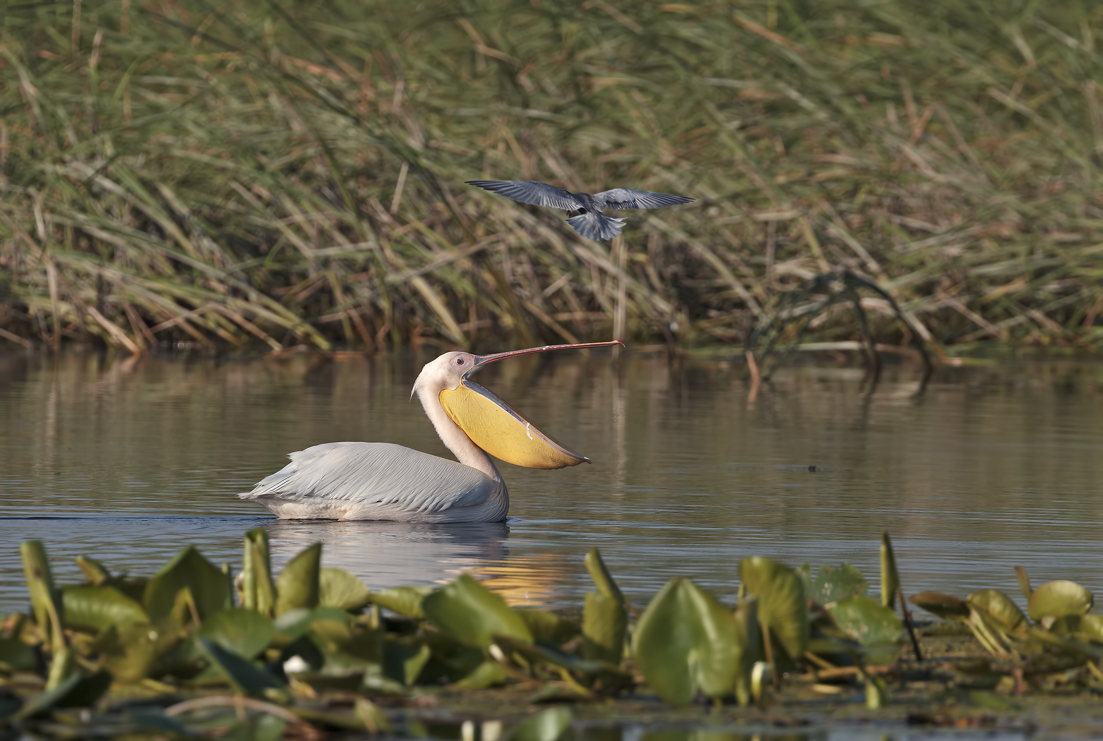 Skirmishes between pelican and whiskered tern
