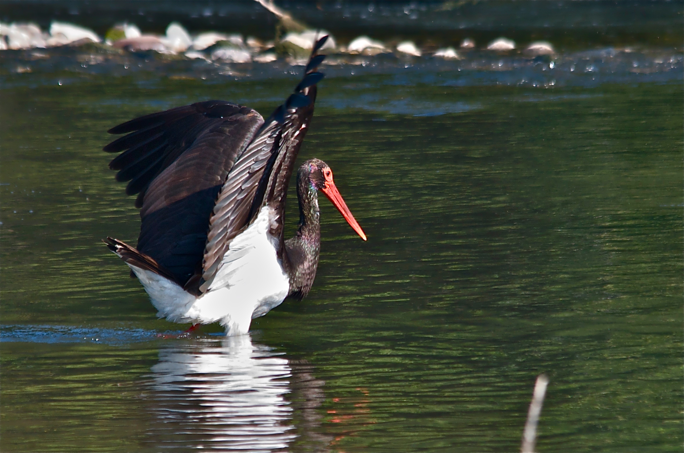Cicogna nera a pesca