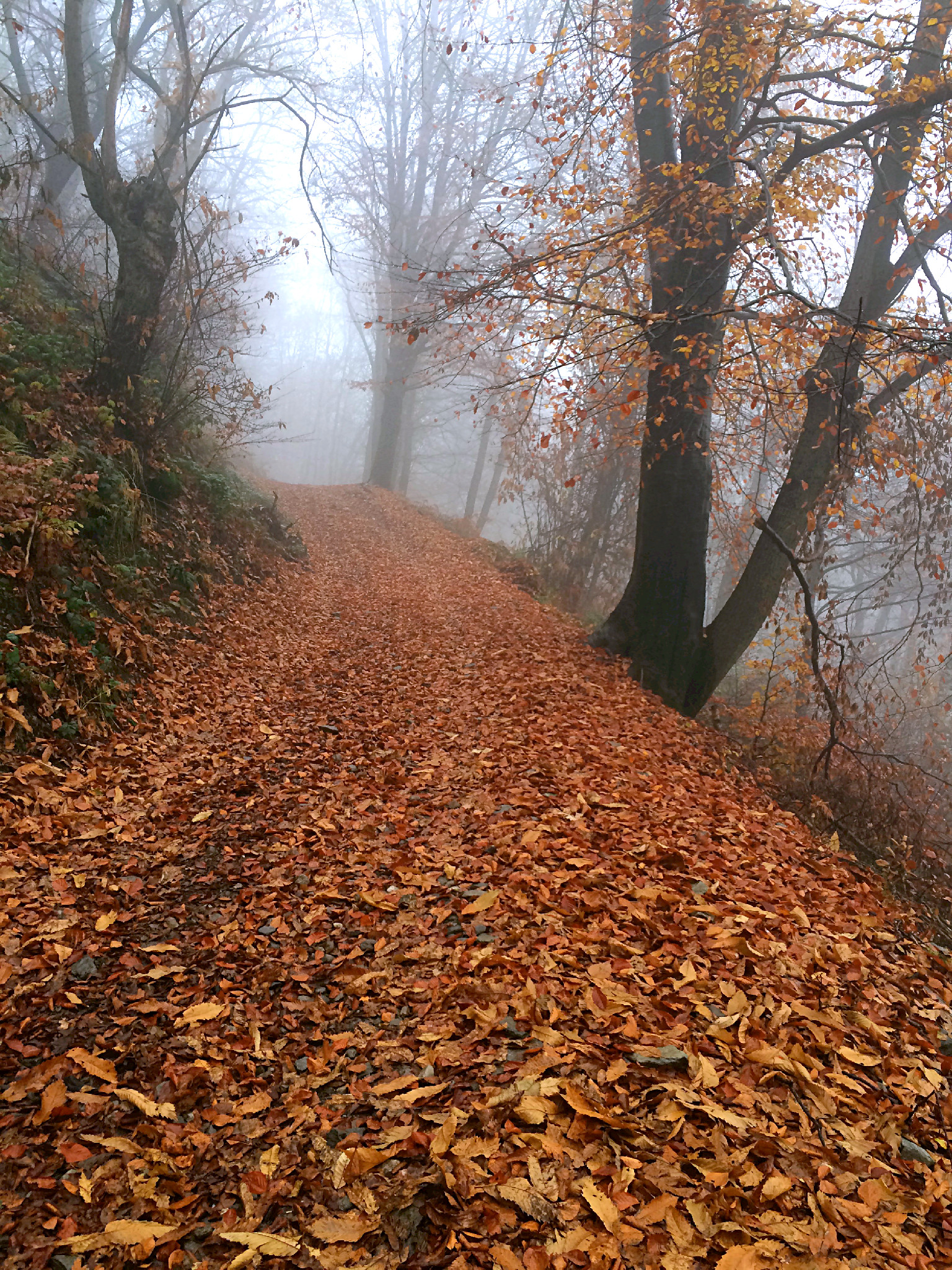 Sentiero verso la nebbia...