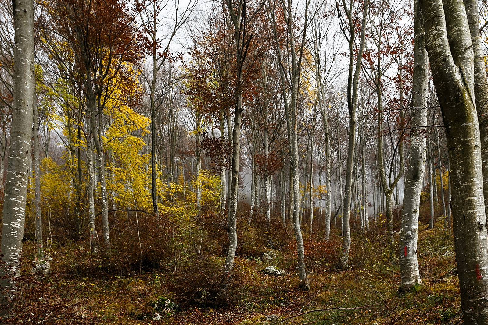 Oggi nella faggeta c'è silenzio