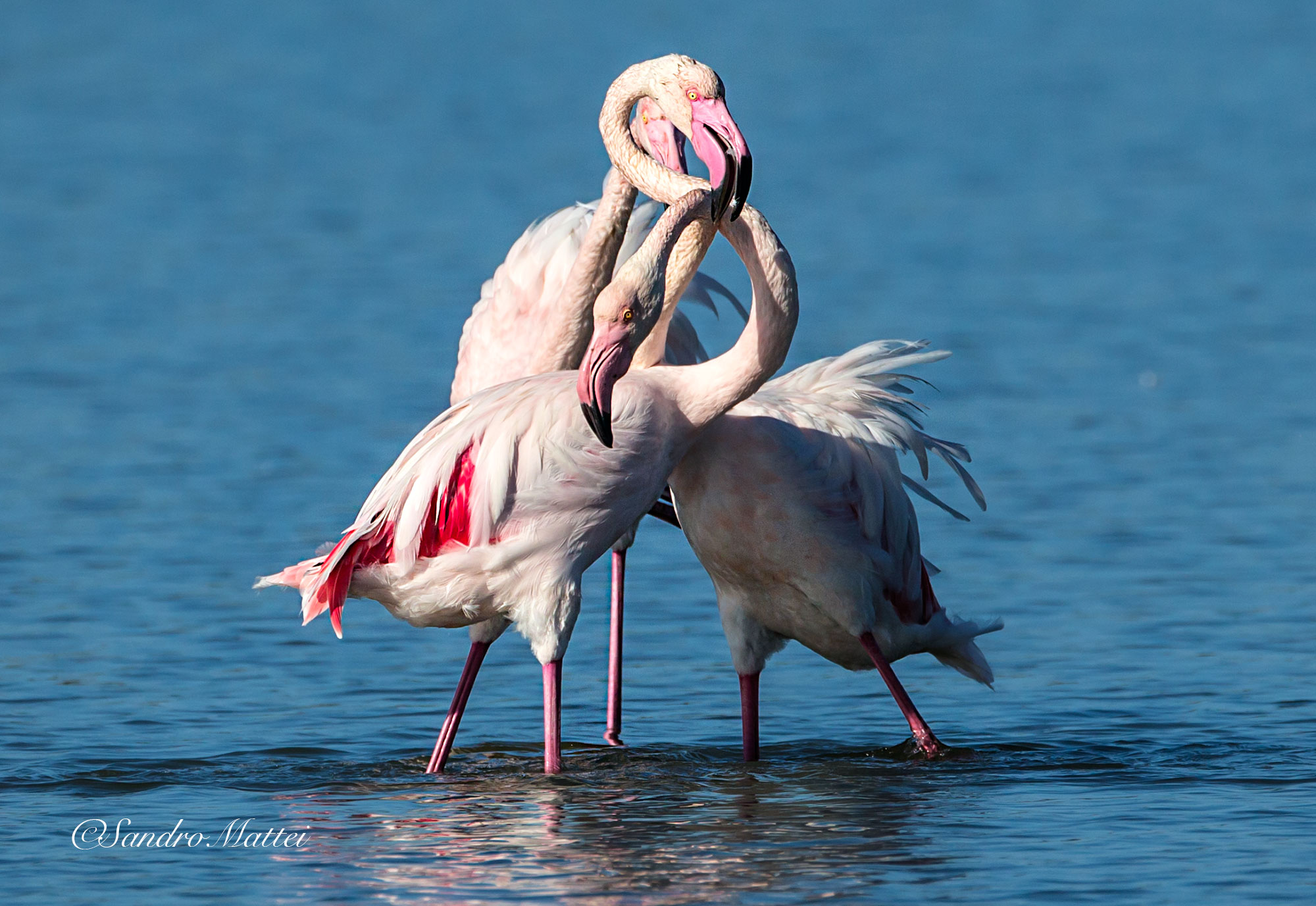 ....il triangolo noooo..........!!!!!!!!