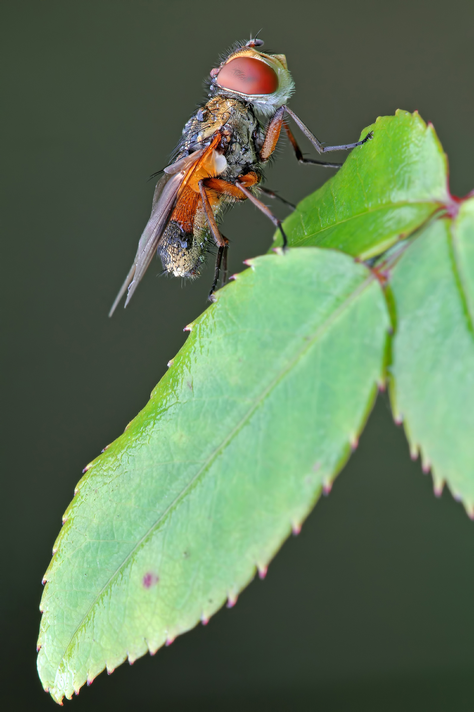 Sul filo del rasoio !
