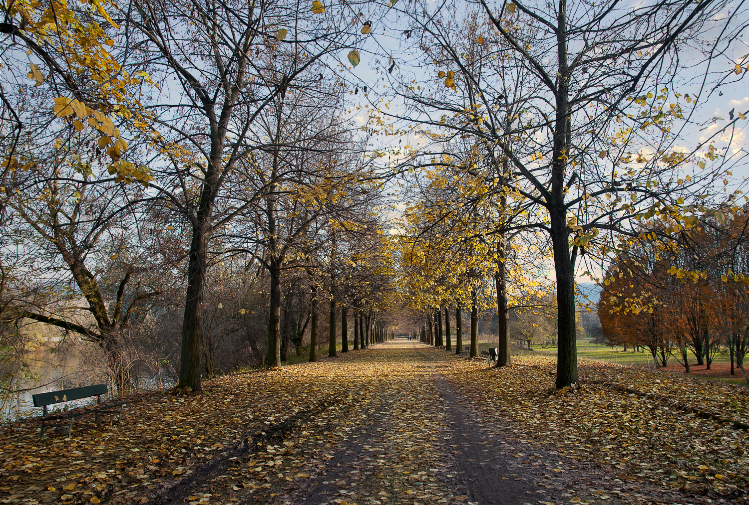 latest autumn leaves