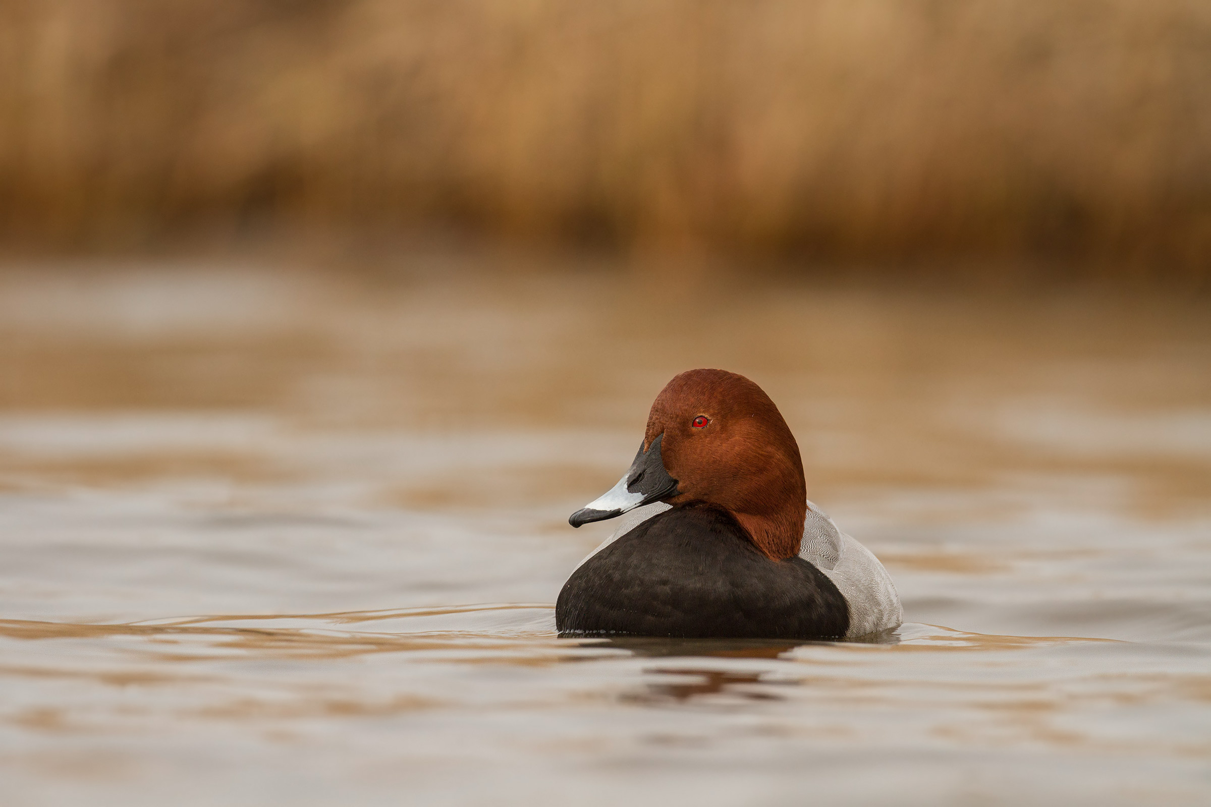 Moriglione - Common pochard