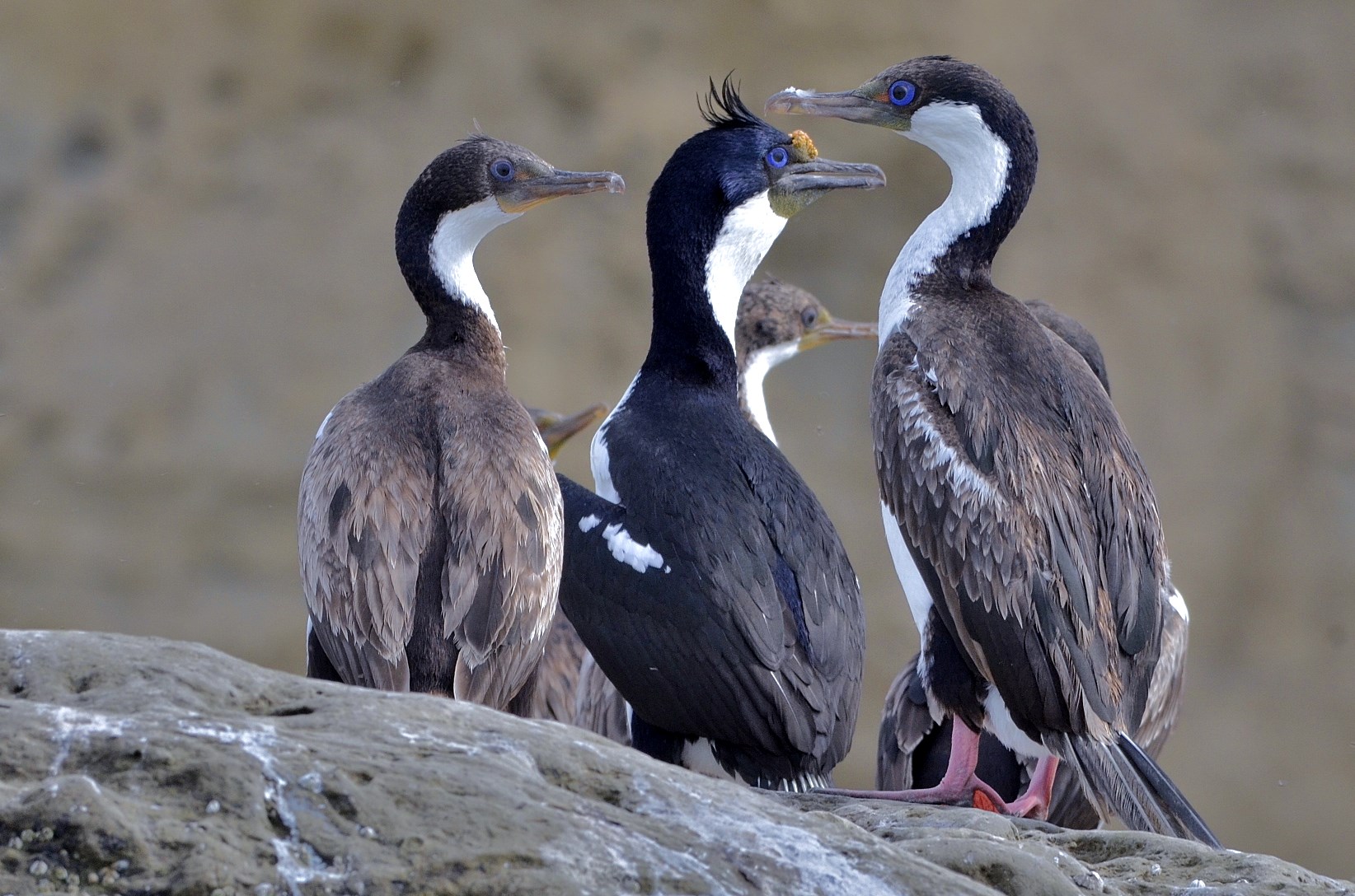 Blue-eyed cormorants
