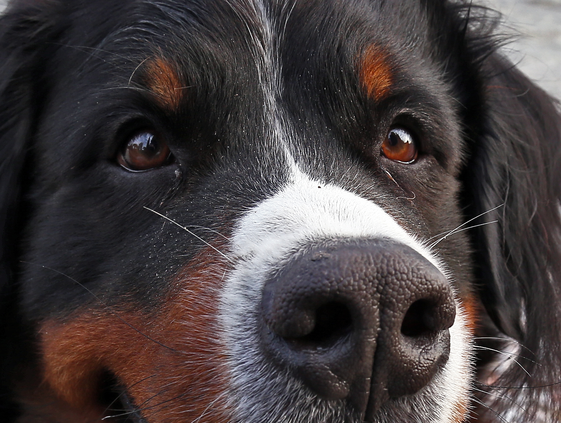 Il musotto di Margot