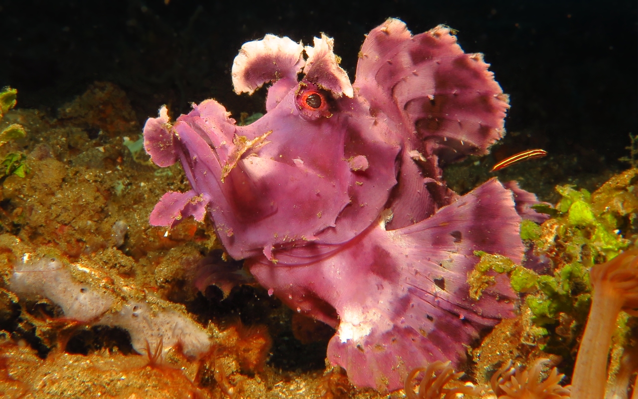 Rhinopias eschmeyery