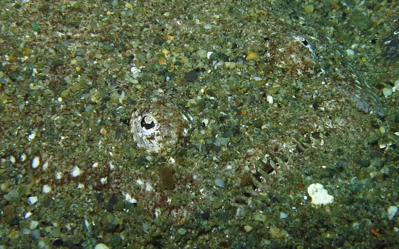 Uranoscopus guttatus