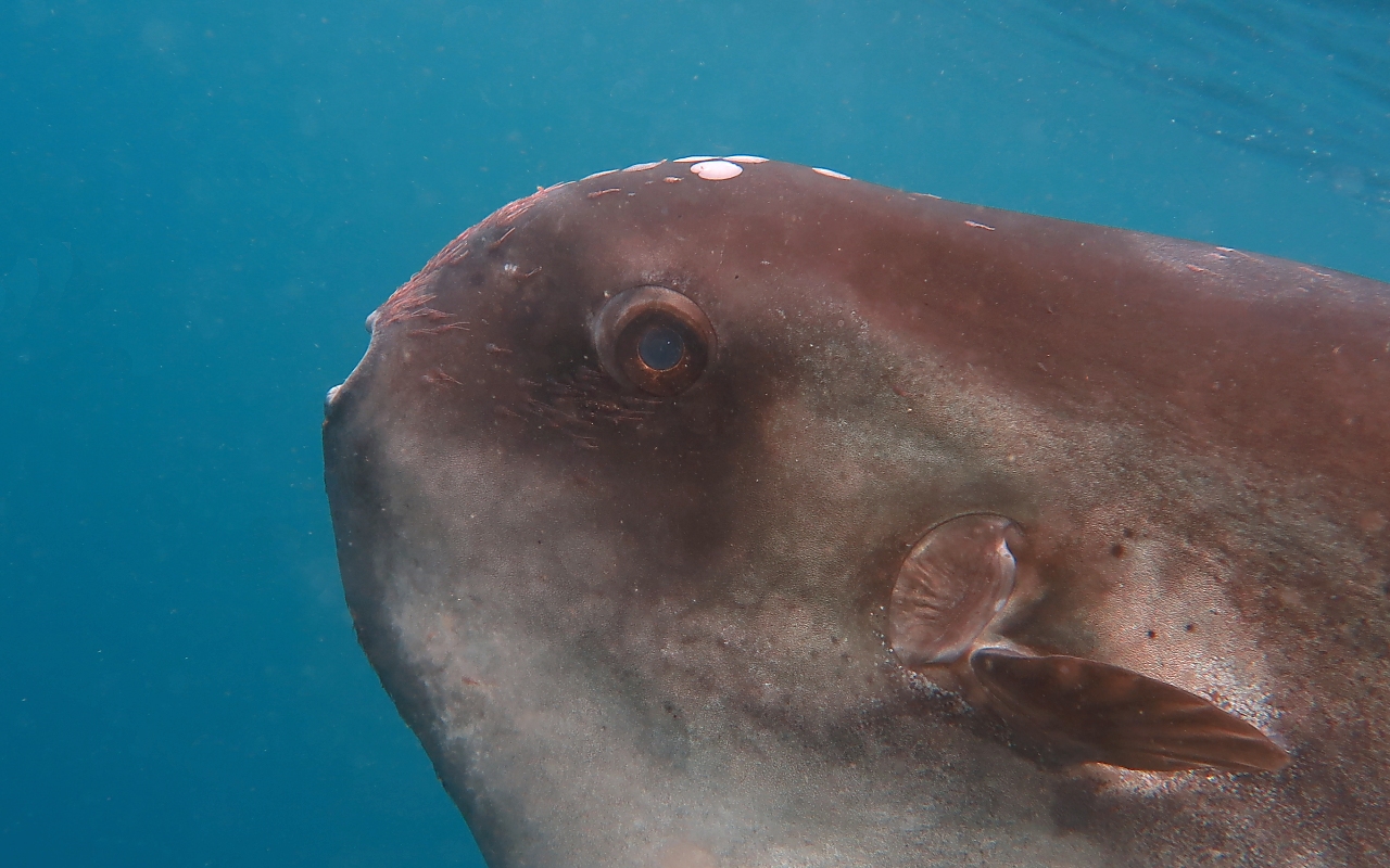 Detail of the face of Mola mola (sunfish)