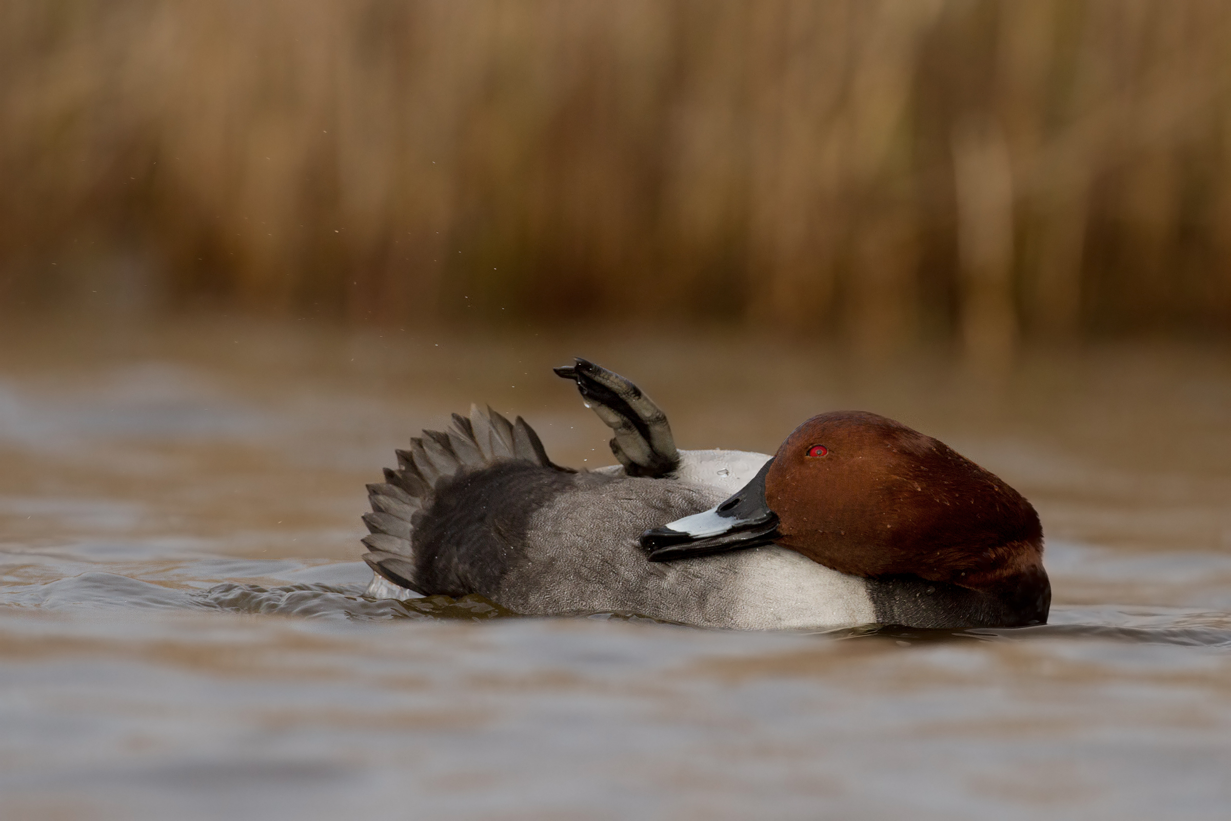 Moriglione - Common pochard