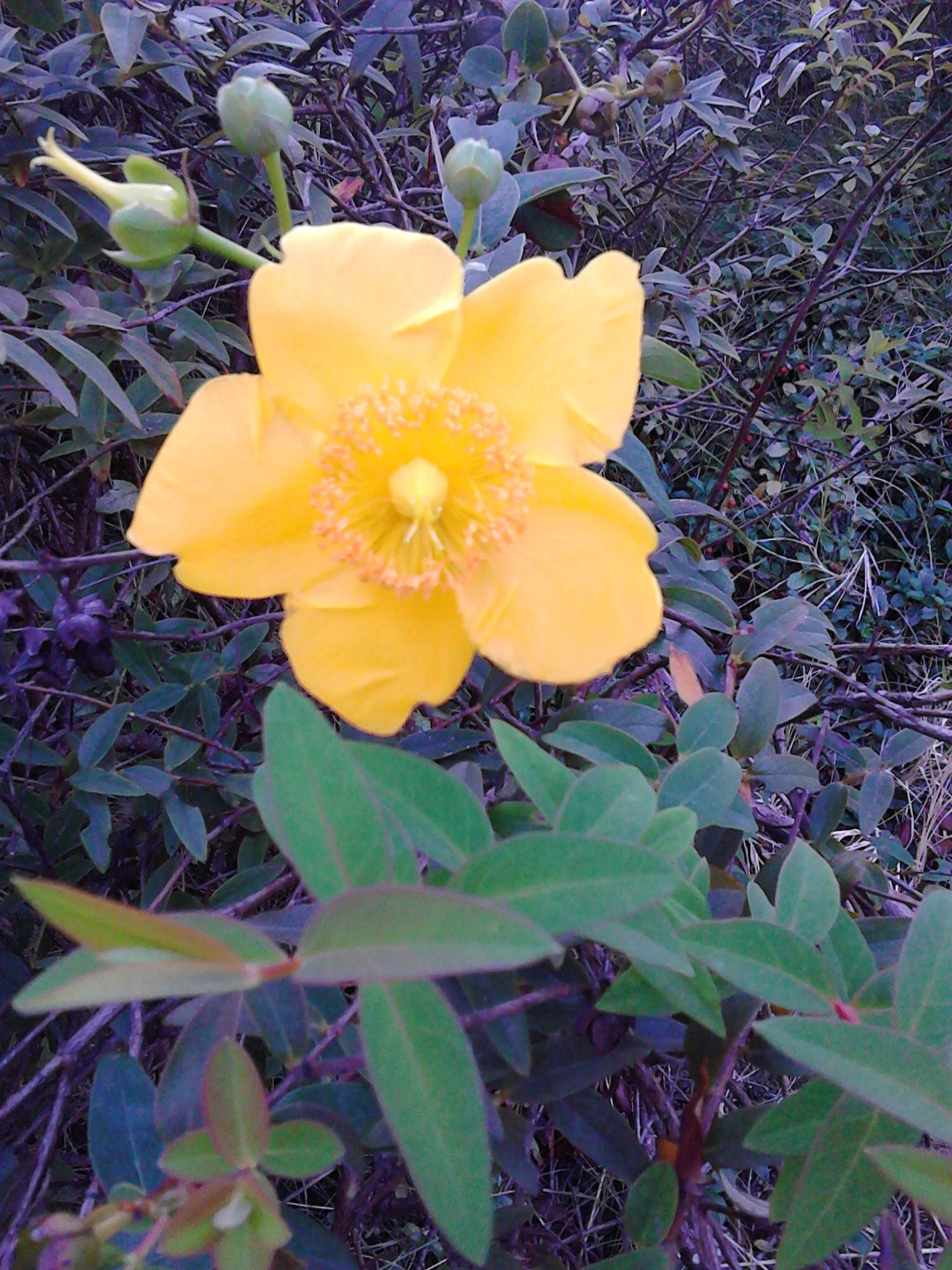 a flower can bloom from salt ..